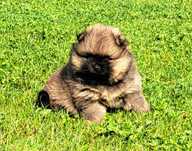 Szpic miniaturowy pomeranian ( piękny malutki piesek)