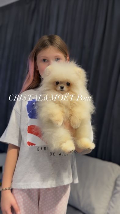 Мальчик померанский шпиц,тип Мишка,СУПЕРМИНИ! 5месяцев