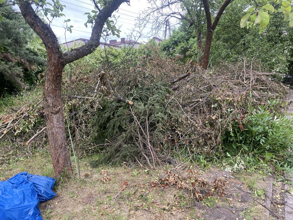 oddam drzewo za darmo