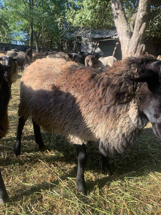 Продам барана (баран, овцы ,вівці)