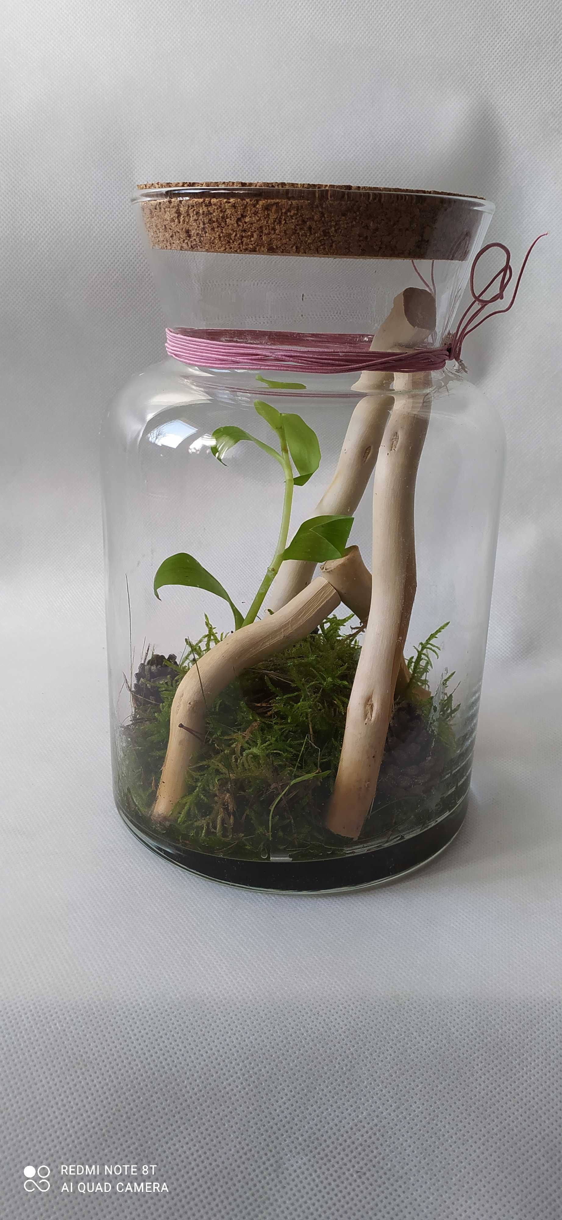 Gotowe terrarium dla patyczaków+ gratis dwa patyczaki