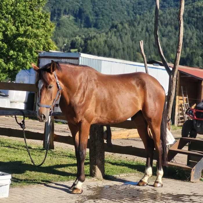 Wałach do dużego sportu-sprzedaż-zamiana