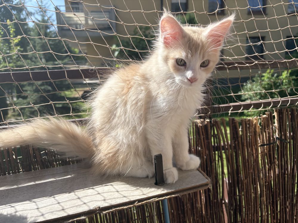 Kocurki Maine Coon
