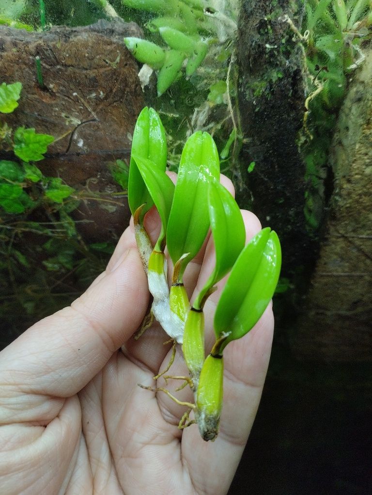 Мініатюрна орхідея Diplocaulobium chrysotropis
Discussion in 'Orchid S