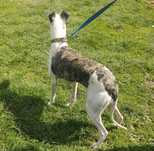 Chart Angielski Whippet