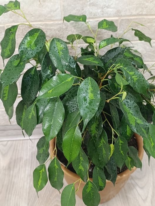 Фікус бенжаміна Денілайт, Старлайт, Голден Монік