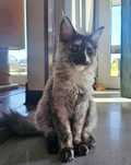 Koteczka Maine coon szylkretka