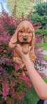 Cocker Spaniel Angielski