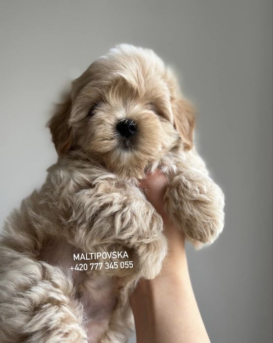 Мальтипу ф1 девочка в Caramel Colour | IN PRAGUE