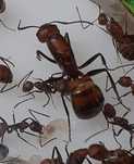 Camponotus nicobarensis królowa + 5- 10 robotnic + potomstwo