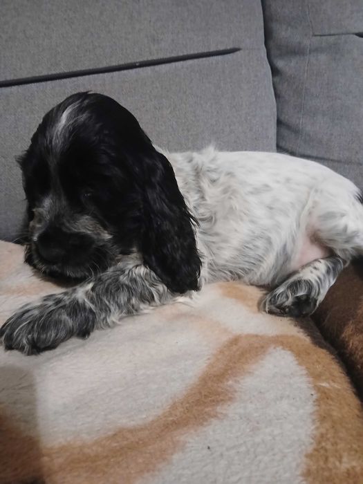 Sunia blue roan cocker spaniel angielski