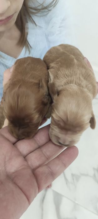 Suczka z  rodowodem. Cocker spaniel angiel