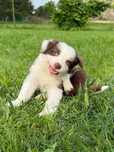Border  Collie ,, LUNA'' Czekoladowo Biała dziewczynka