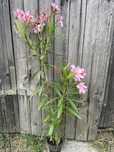 Oleander różowy czteeoletni