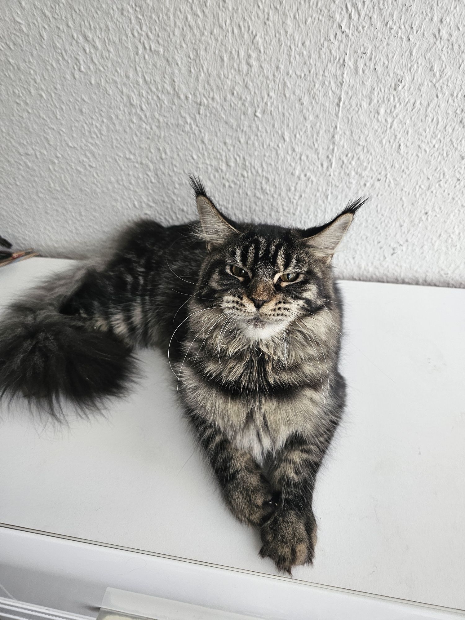 Kotka Maine Coon  Certa. Opcja hodowlana