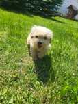 Chłopczyk Maltipoo