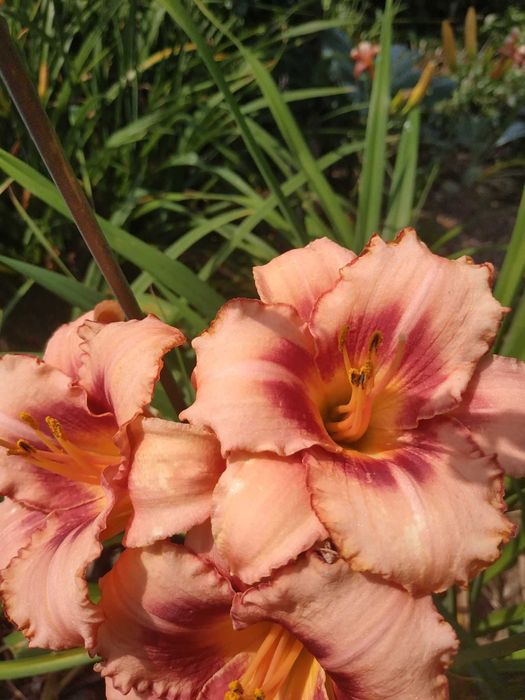 liliowce. Byliny. Kwiat.