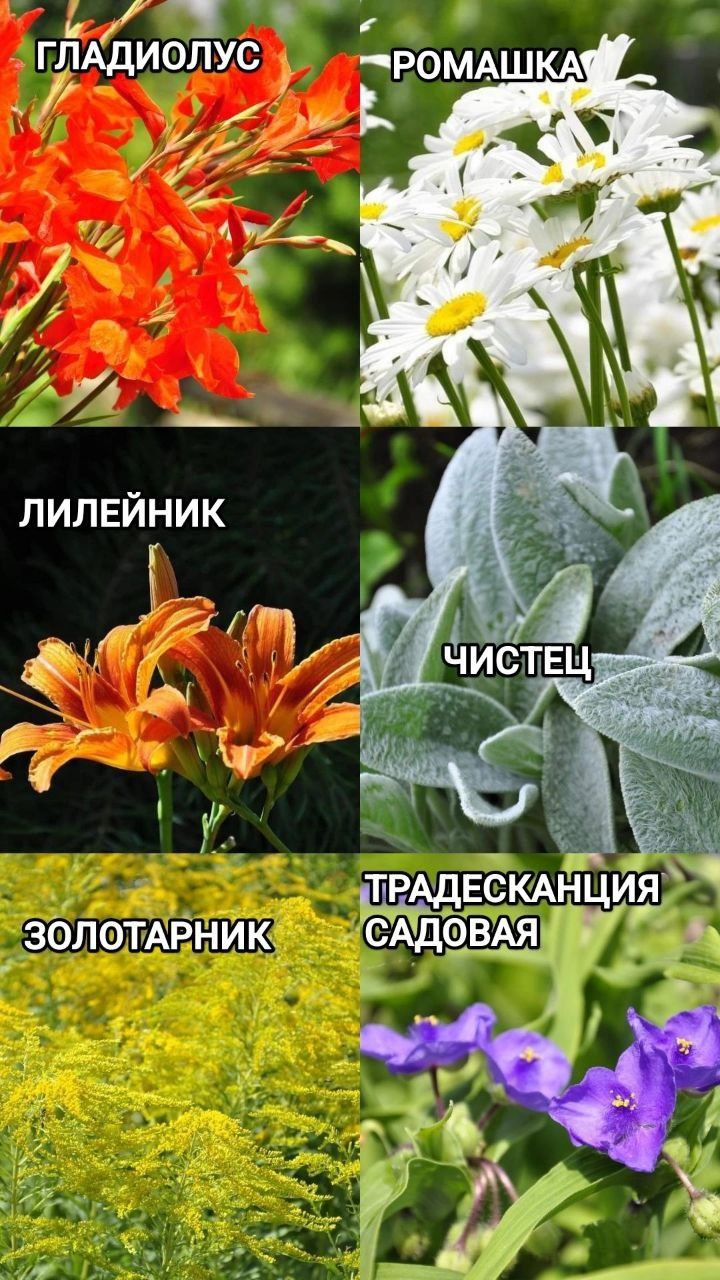 Лилия Кандидум Ирисы Ромашка Многолетние Цветы и Кустарники