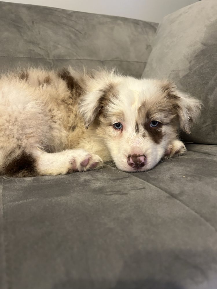 Piesek border collie Red Merle