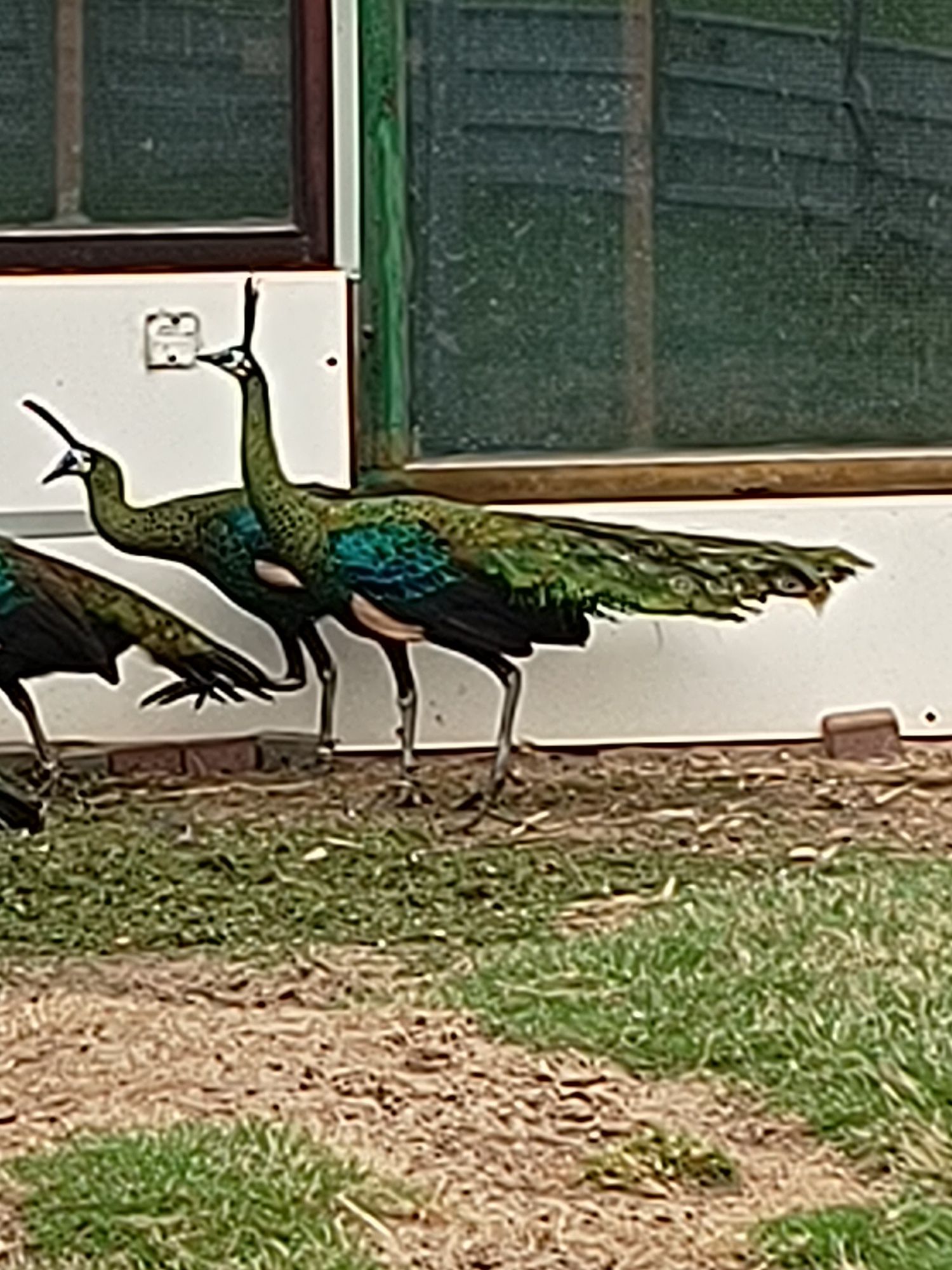 Sprzedam pawie zielone (muticus imp.)