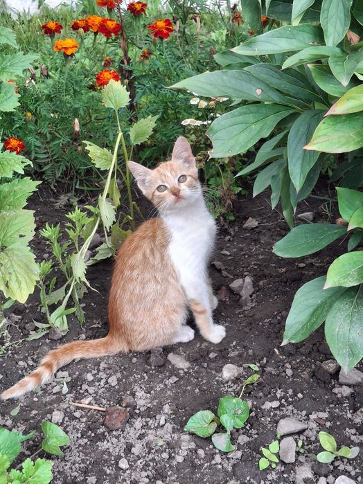 Отдам в добрые руки рыжую красавицу-котёнка