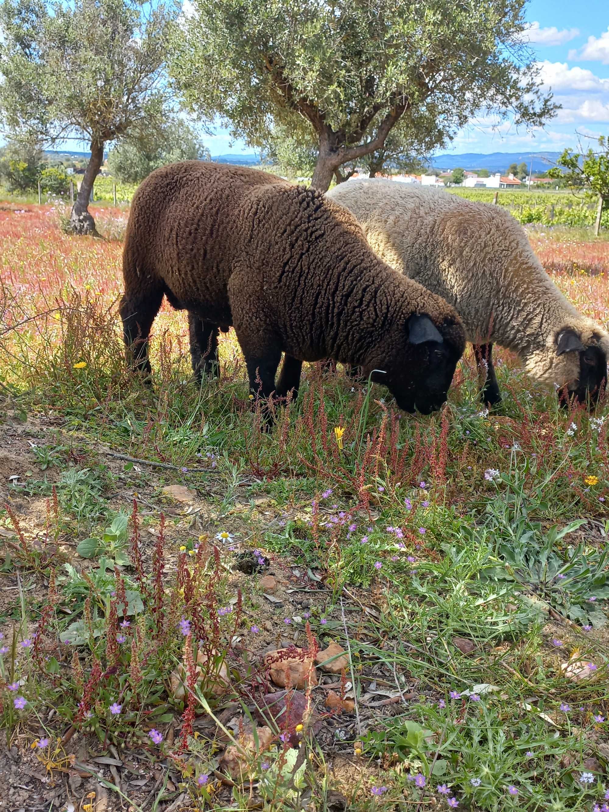 Borrego cruzado suffolk