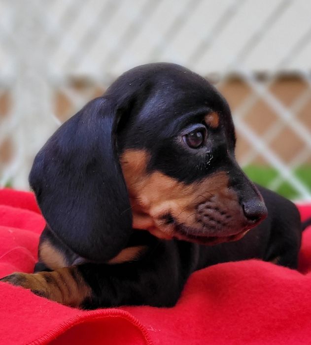 Jamnika Miniaturowy Krótkowłosy Szczeniak