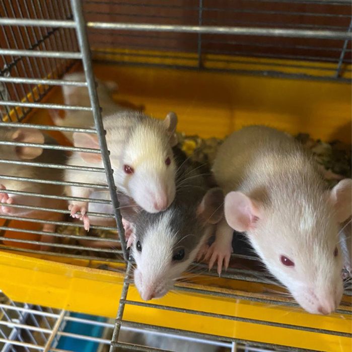 Крисенята декоративні Хаскі. Щури декоративні Хаскі