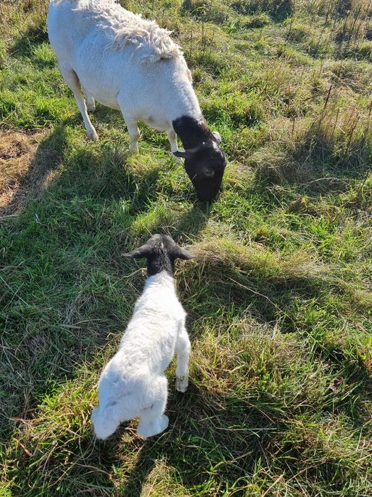 Owieczki dorper 100%