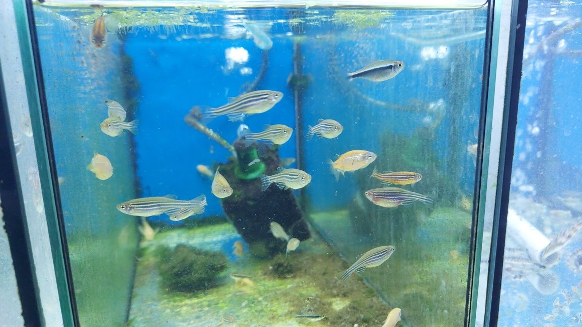 Danio kolor (Danio rerio) różne odmiany barwne WYSYŁKA AKWAWIN