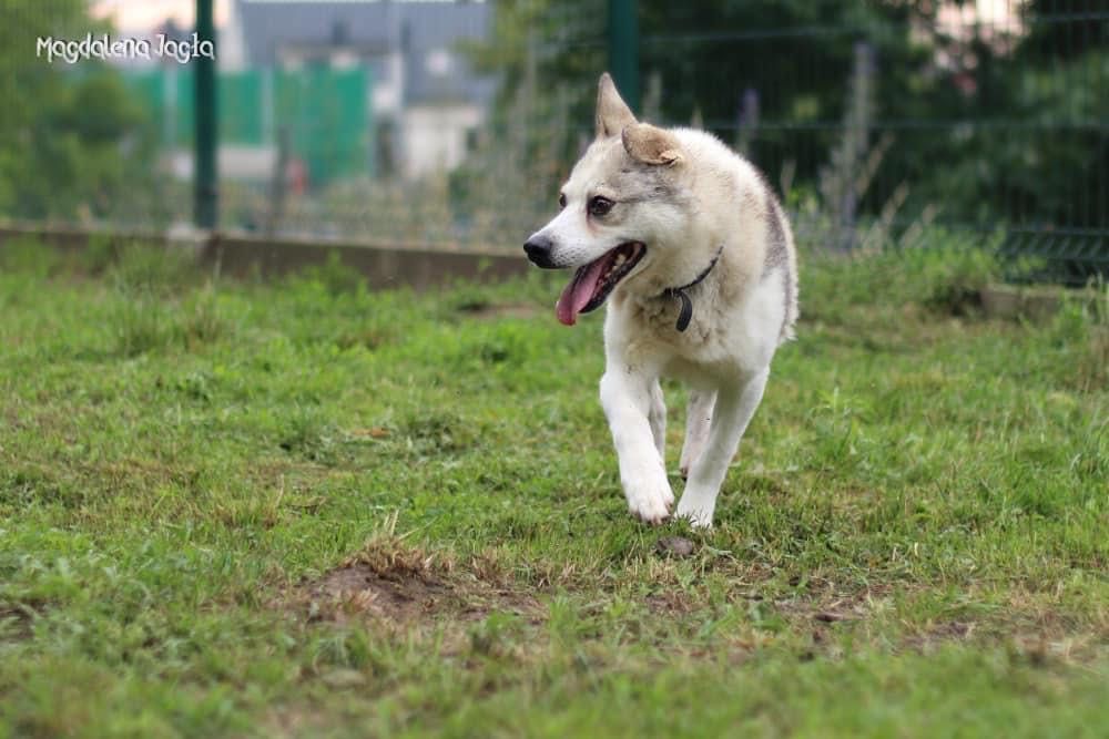 Jaro (0244/23) Schronisko w Bydgoszczy