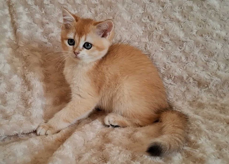 Kotka brytyjska krótkowłosa ZŁOTA wiarygodny rodowód WCF-PZF