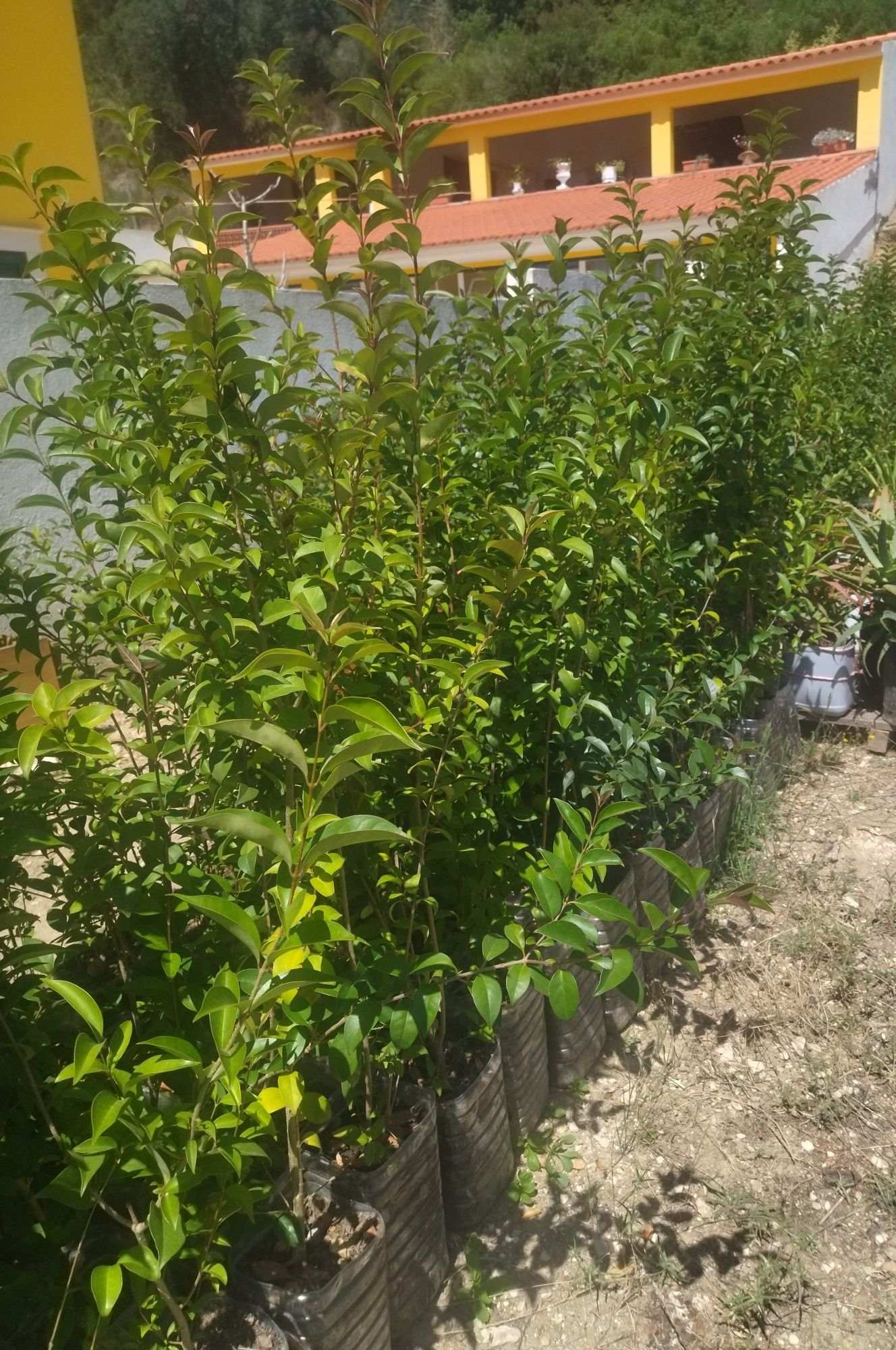 Vedação arbórea ligustrum japonicum