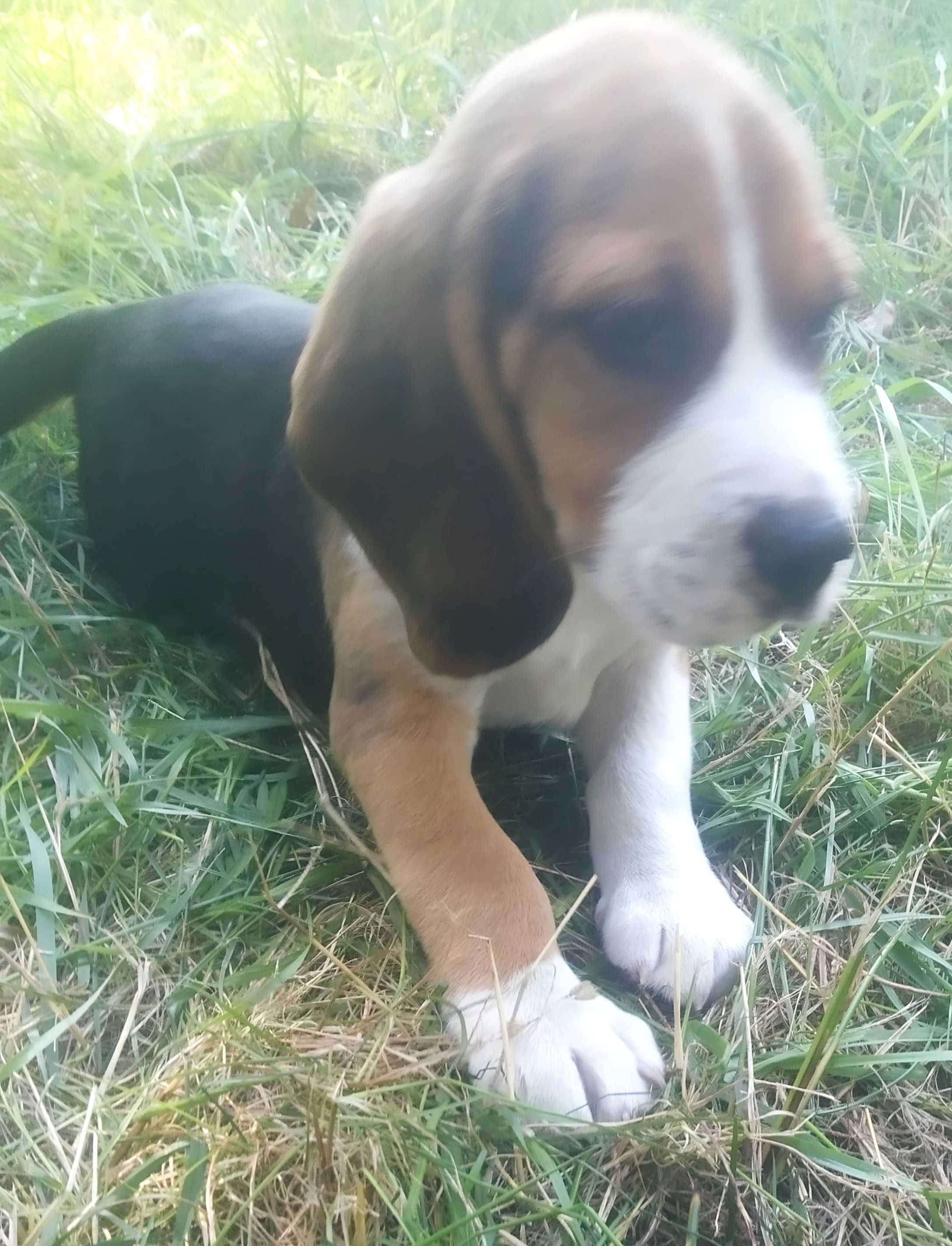 Beagle z rodowodem szczenię