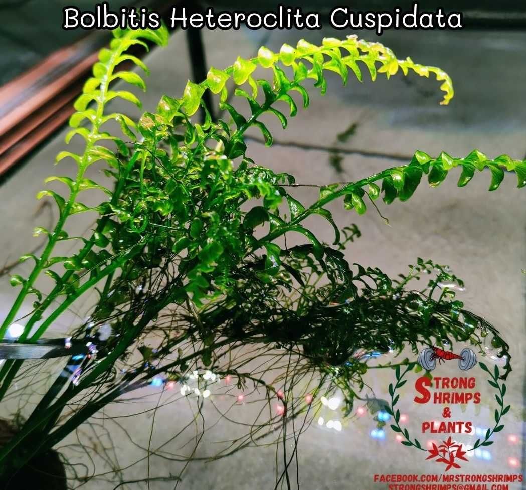 Bolbitis Heteroclita Cuspidata