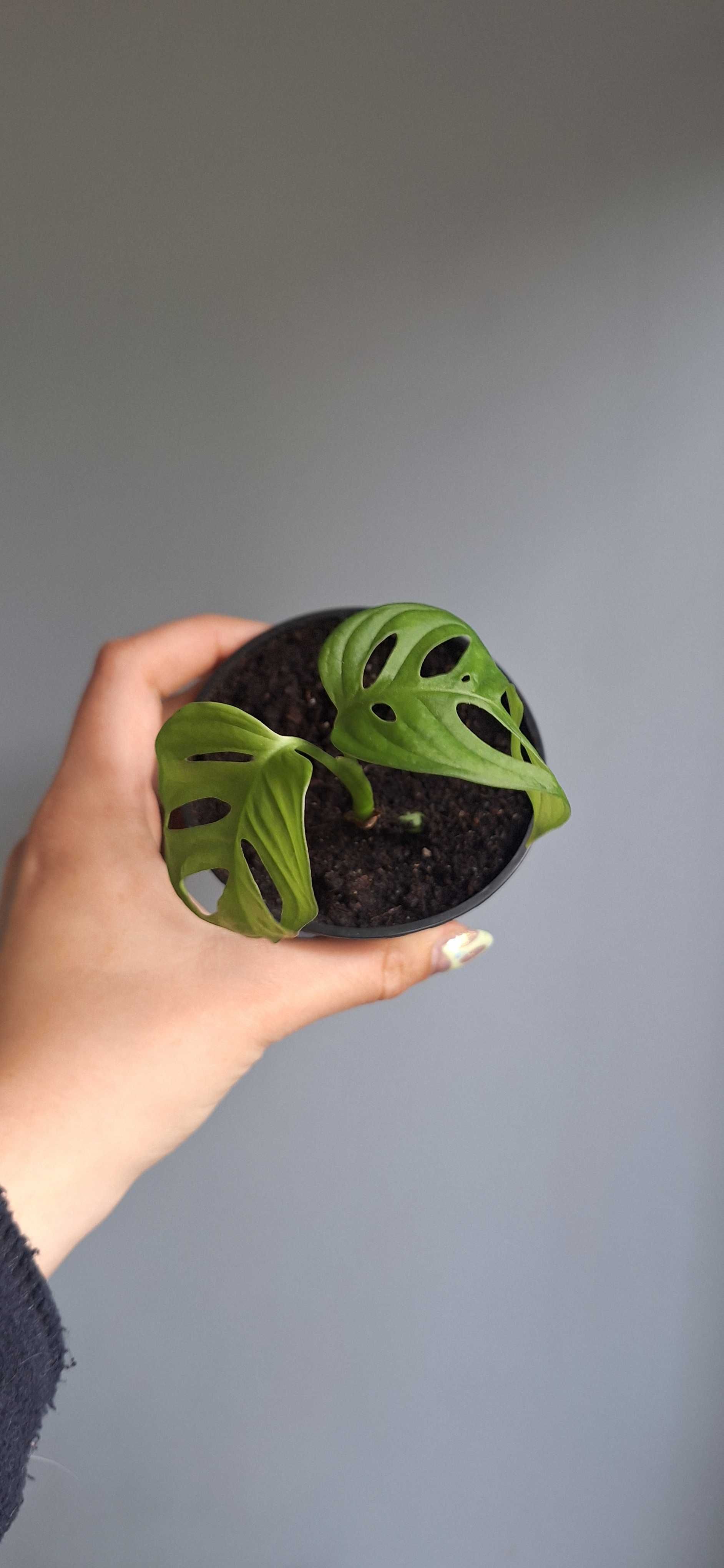 Monstera monkey mask w doniczce