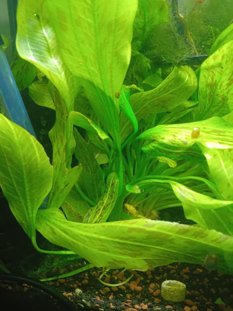 Echinodorus Red Flame