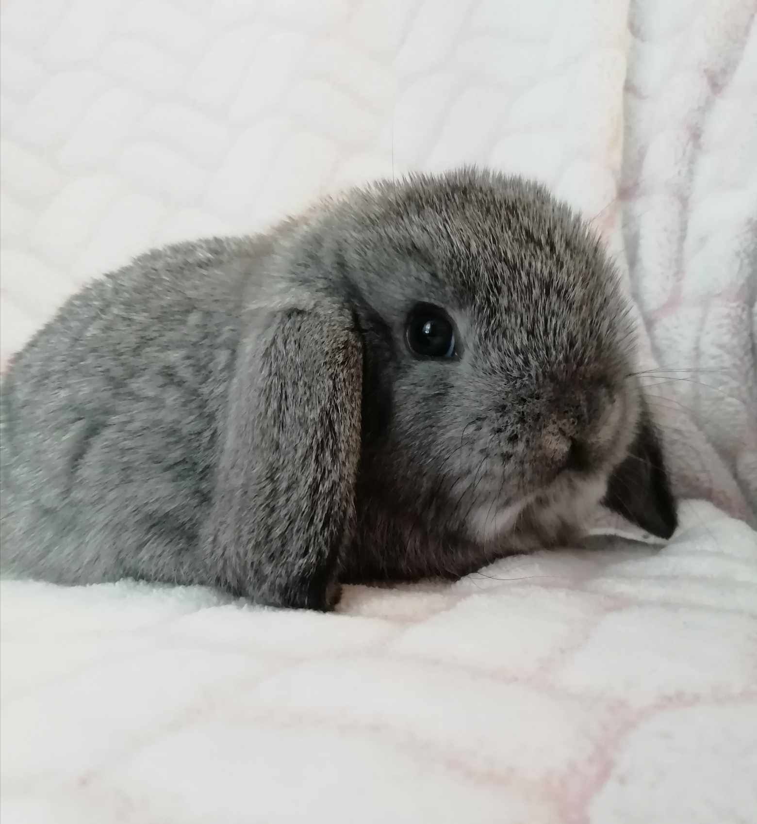 Mini lop , karzełek baranek , królik miniaturka