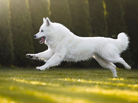 Biały Owczarek Szwajcarski! Miot wiosenny
