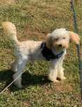 Piesek maltipoo hybryda pudel x maltańczyk szuka domu