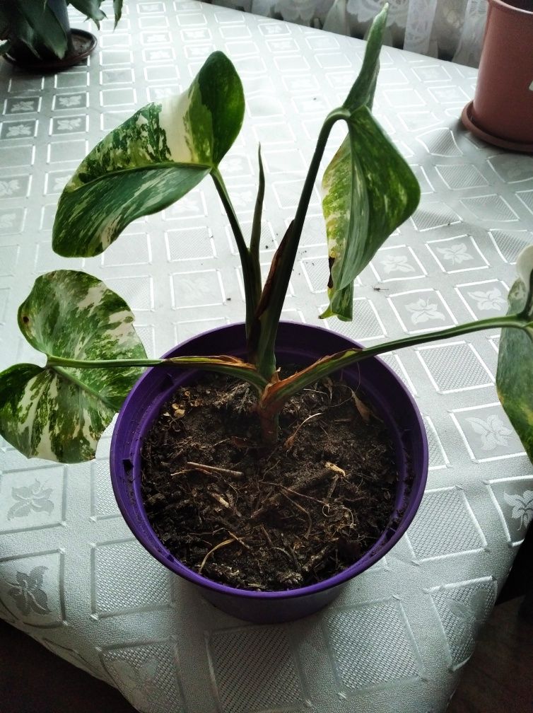 Monstera variegata