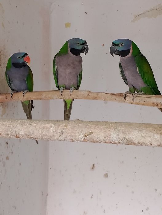 Aleksandretty obrożne cińskie