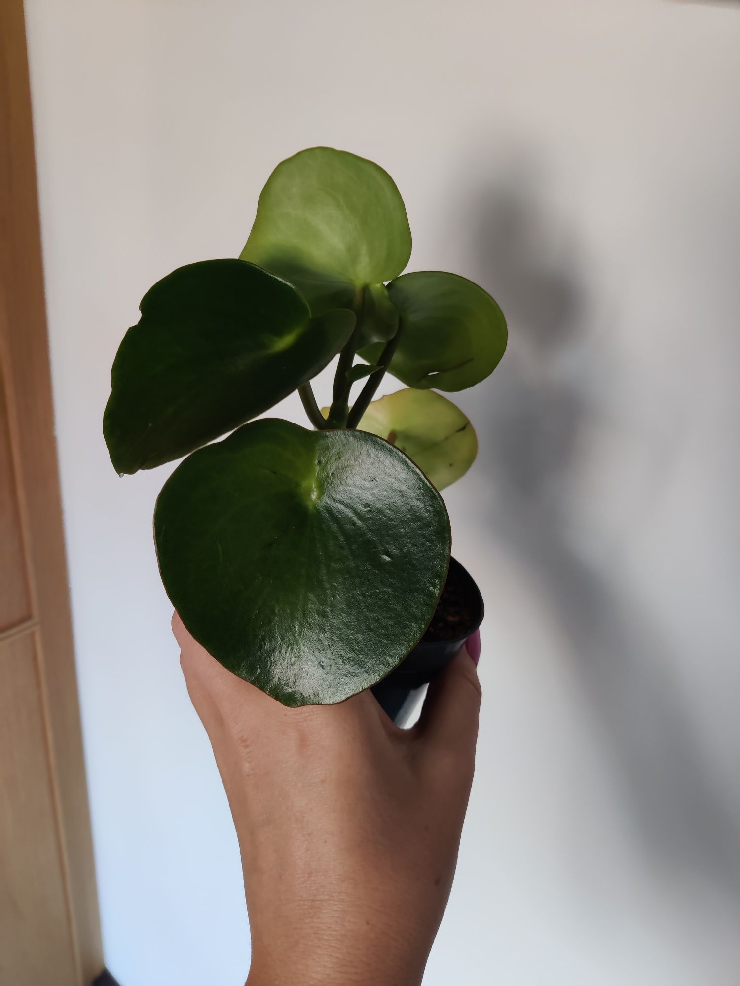 peperomia raindrop sadzonka