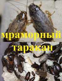 Мраморный таракан пепельный таракан кормовые насекомые тарган