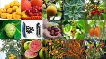 Sementes Plantas Raras e Frutos Tropicais