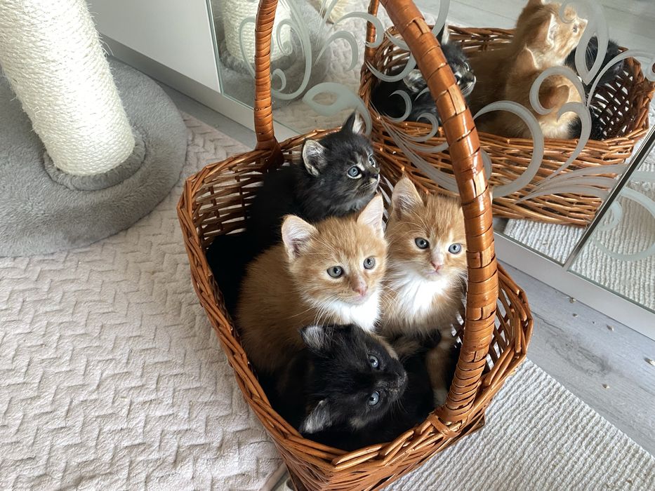 Коти безплатно! Котята gatito