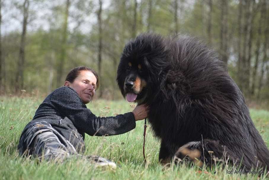 Shila 3 letnia sunia , mastiff tybetański do adopcji FUNDACJA