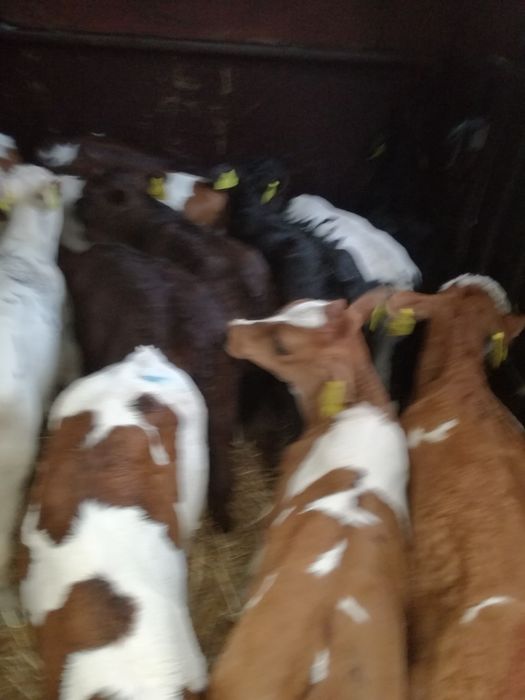 Cielaki polskie Radzyń Podlaski BYCZKI I JAŁÓWKI