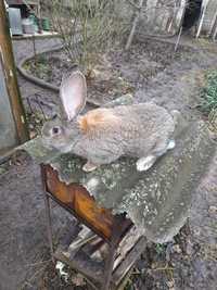 Кролики Фландер продам