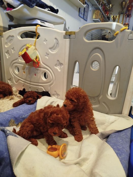 Pudel miniaturowy ciemny Red